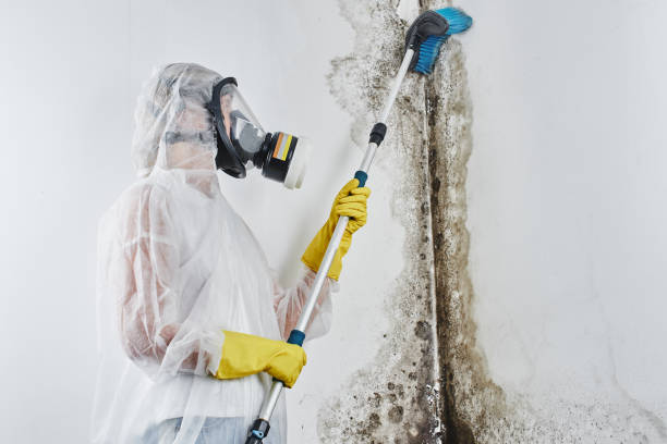 Professional Mold Remediation in Elsberry, MO