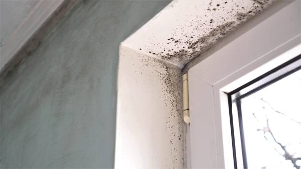 Best Industrial Mold Remediation in Elsberry, MO