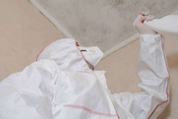 Best Mold Testing and Inspection Services in Elsberry, MO