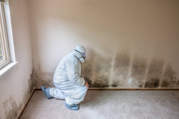 Best DIY Mold Remediation Support Services in Elsberry, MO