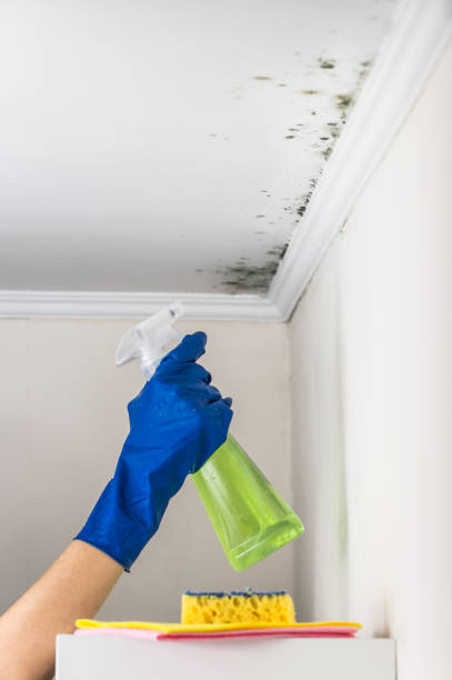 Best Residential Mold Remediation in Elsberry, MO